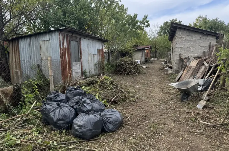 Рязане на храсти и дървета