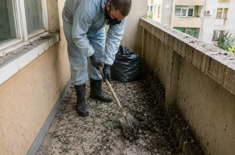 Почистване след гълъби