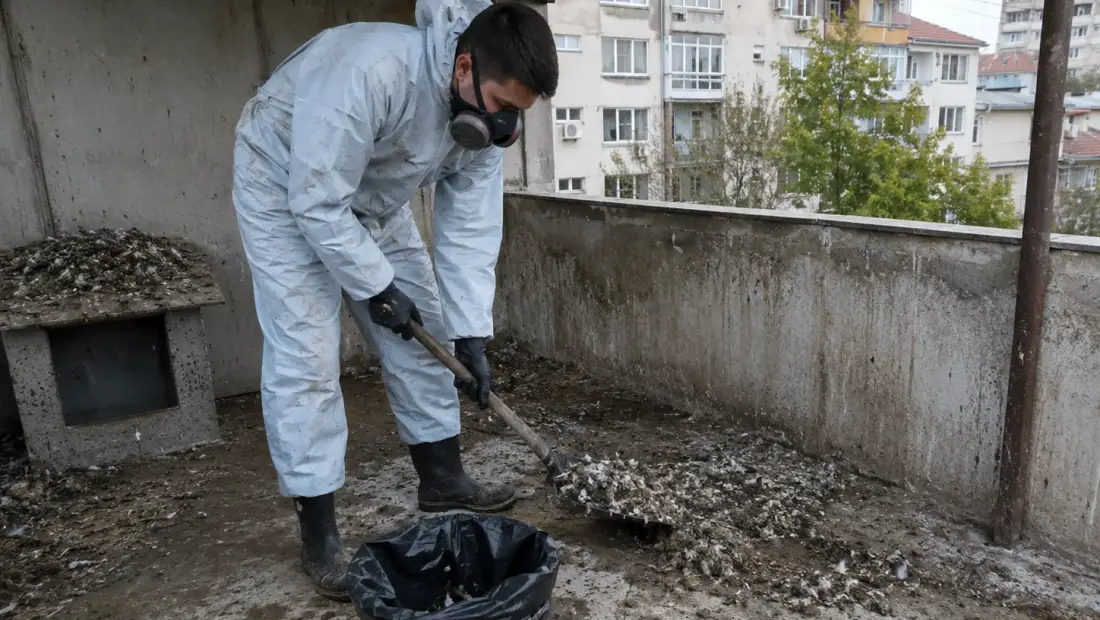Почистване след гълъби